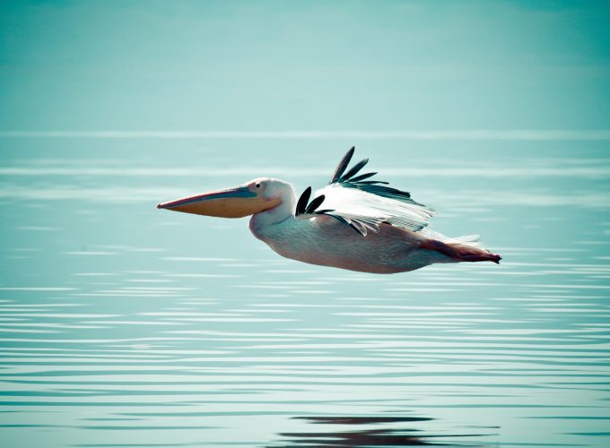 Wallpaper Pelican, flight, ocean, sea, Animals 780949426